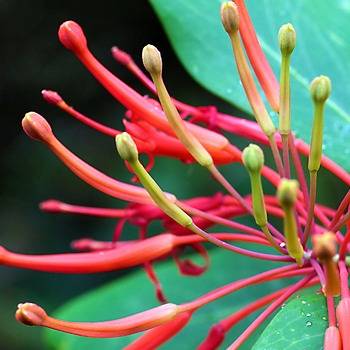 Embothrium Coccineum: the Chilean flame tree. OPW. 