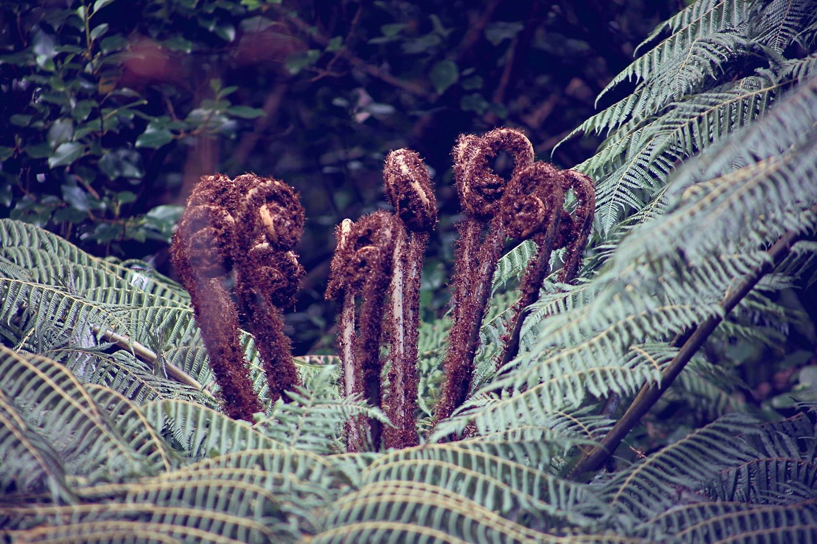 Cyathea Dealbata: the New Zealand silver tree fern. OPW. 